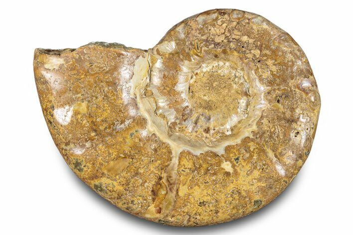 Jurassic Ammonite (Euaspidoceras) Fossil - Madagascar #283376